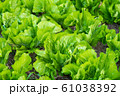 Fresh organic vegetable in garden 61038392