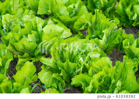 Fresh organic vegetable in garden 61038392