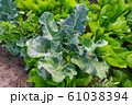 Fresh organic vegetable in garden 61038394