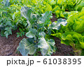 Fresh organic vegetable in garden 61038395