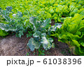Fresh organic vegetable in garden 61038396