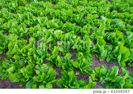 Fresh organic vegetable in garden Fresh organic vegetable in garden 61038397