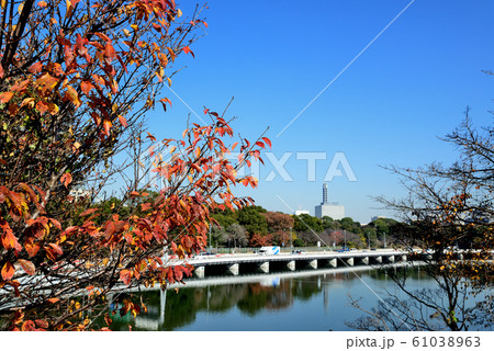 東京 晩秋の千鳥ケ淵公園 皇居周辺 半蔵濠と都市風景 東京 晩秋の千鳥ケ淵公園 皇居周辺 半蔵濠と都市風景 61038963