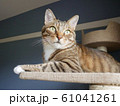 キジトラネコ 61041261