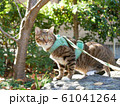 お散歩　ねこ 61041264