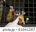 手を伸ばすリスザル 61041267