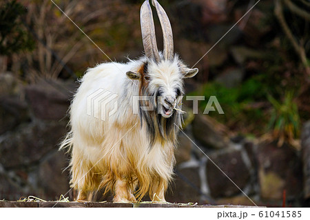 ピグミーゴート 大人 ピグミーゴート 大人 61041585