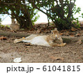 野生うさぎ 61041815