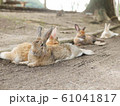うさぎいっぱい 61041817