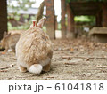 もふもふしっぽ 61041818