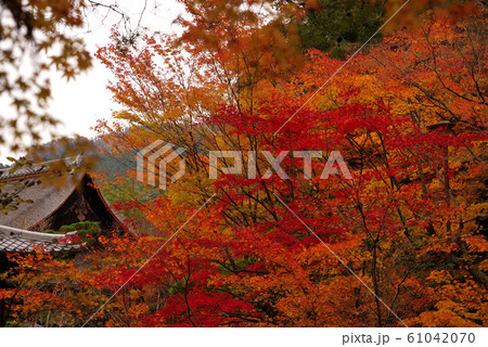 天授庵の紅葉 天授庵の紅葉 61042070