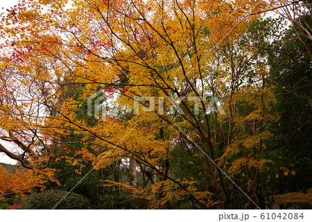 天授庵の紅葉 天授庵の紅葉 61042084