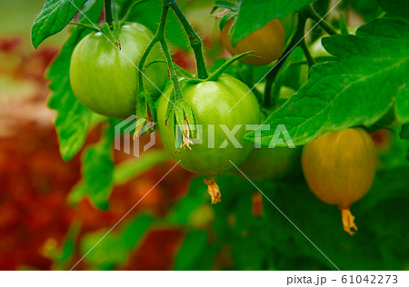 Green unripe tomatoes grow on a branch. It is a Green unripe tomatoes grow on a branch. It is a 61042273