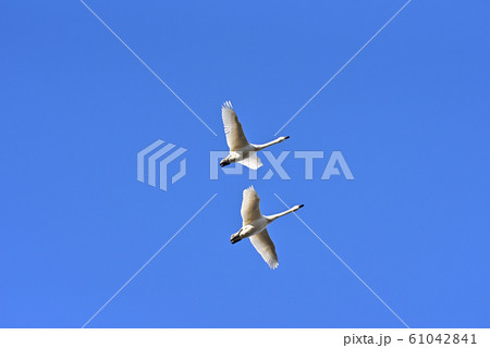 白鳥舞う 白鳥舞う 61042841