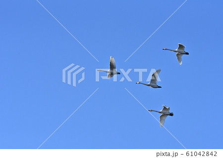 白鳥舞う 白鳥舞う 61042842