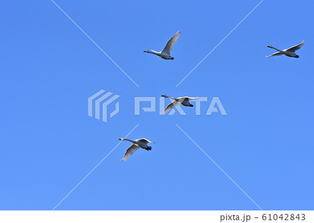 白鳥舞う 61042843