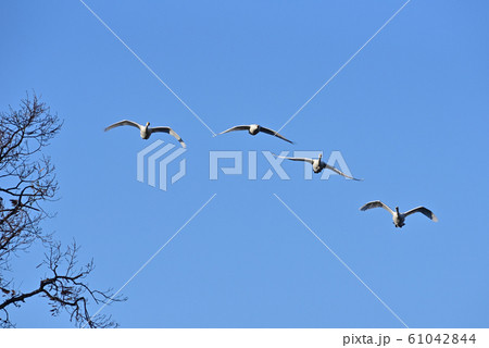 白鳥舞う 61042844