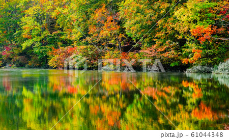 妙高・仙人池の紅葉 61044348
