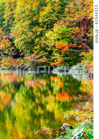 妙高・仙人池の紅葉 61044355