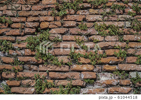 plants on a brick wall as a background plants on a brick wall as a background 61044518