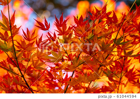秋の信楽高原鉄道 秋の信楽高原鉄道 61044594