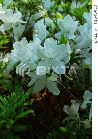 リュウキュウツツジ 花 春 リュウキュウツツジ 花 春 61046023