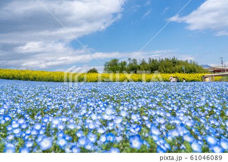 ネモフィラ畑と青空 群馬県 鼻高展望花の丘 の写真素材 ネモフィラ畑と青空 群馬県 鼻高展望花の丘 の写真素材