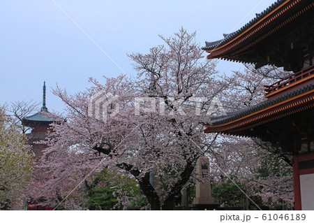 池上本門寺境内を埋め尽くすソメイヨシノ 61046189