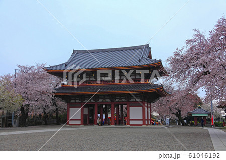 池上本門寺仁王門を取り囲むソメイヨシノ 61046192