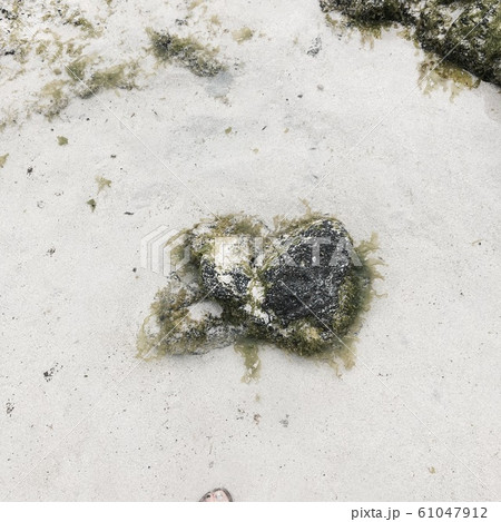 濡れ 水滴 貝 61047912