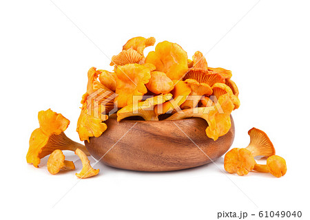 Yellow chanterelles mushrooms 61049040