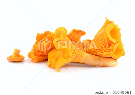 Yellow chanterelles mushrooms 61049061