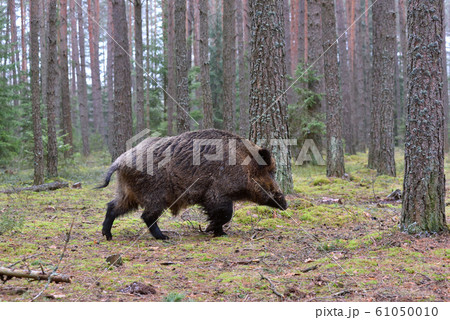 Wild boar Wild boar 61050010