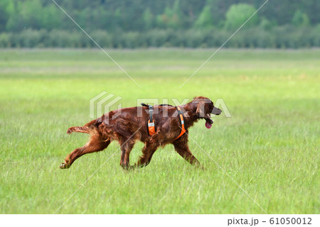 Hunting with setter Hunting with setter 61050012