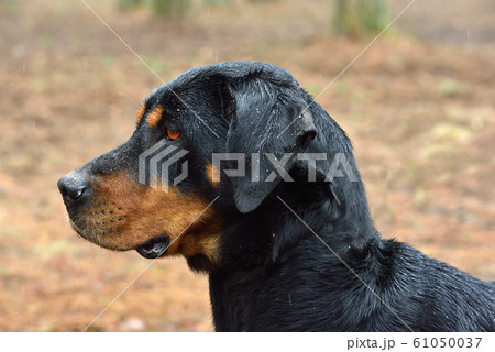 Lithuanian hound 61050037