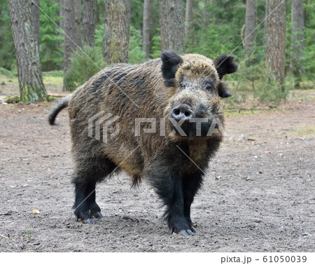 Wild boar 61050039