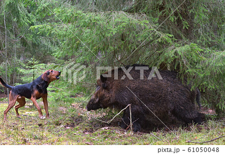 Hunting with dog 61050048