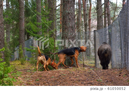 Two hunting dogs Two hunting dogs 61050052