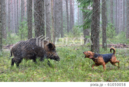 Hunting with hound on wildboar 61050058