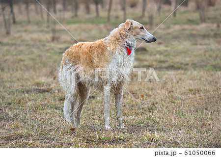 Russian borzoi dog Russian borzoi dog 61050066