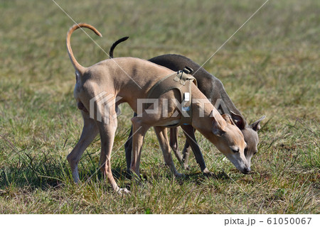 Italian Greyhounds 61050067