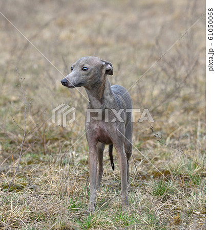 Italian Greyhound 61050068