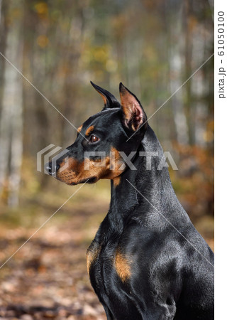 Portrait of doberman 61050100