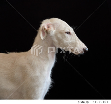 Portrait of Russian borzoi Puppy Portrait of Russian borzoi Puppy 61050101
