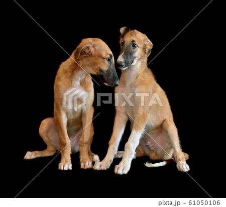 Three months old puppys of Russian borzoi Three months old puppys of Russian borzoi 61050106