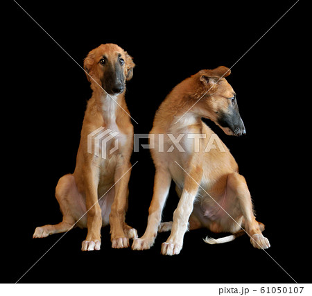 Two puppys of Russian borzoi Two puppys of Russian borzoi 61050107