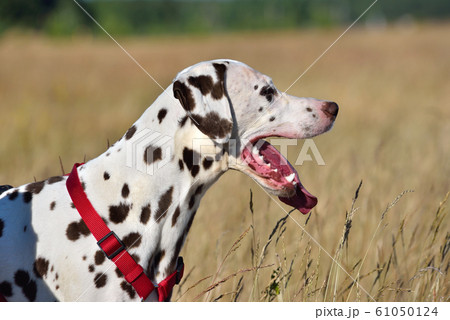 Dalmatian Dogの写真素材