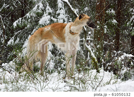 Russian borzoi dog 61050132