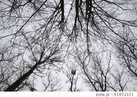 different deciduous trees 61051521