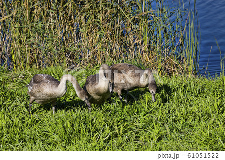 real swans real swans 61051522